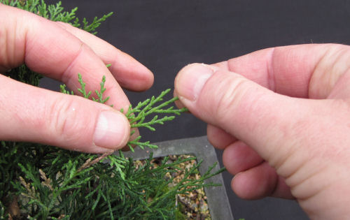 juniper pruning